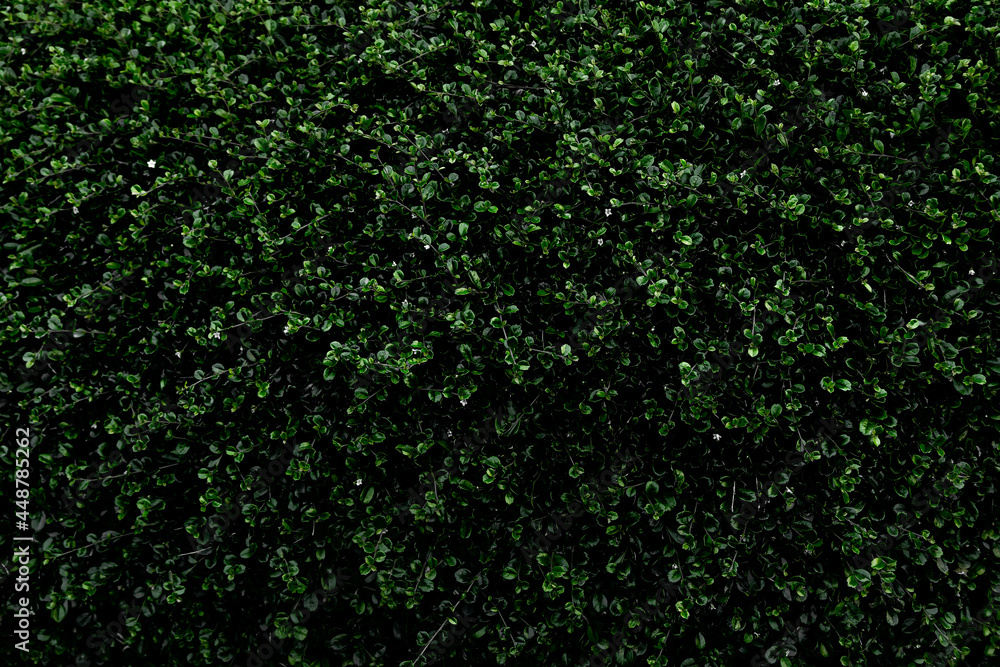 Leaves in darktone for background Leaves in darktone for background