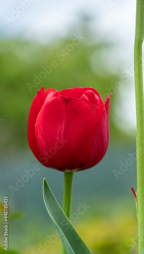 Red tulip flower in small garden.