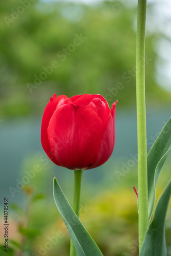 Lone red tulip flower in small garden.