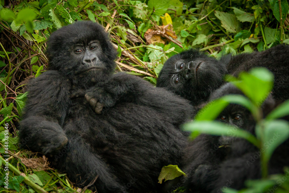 Obraz premium female wild mountain gorilla Virunga park Congo