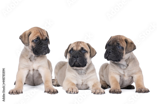Three bull mastiff dog puppies isolated on a white background