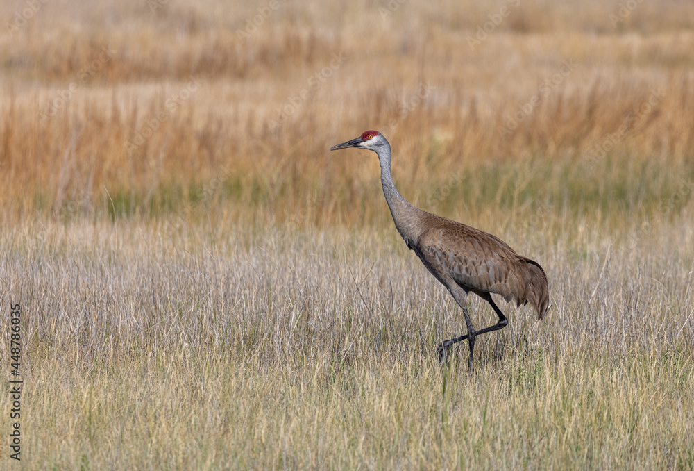 Sandhill Crane in Idaho in Summer