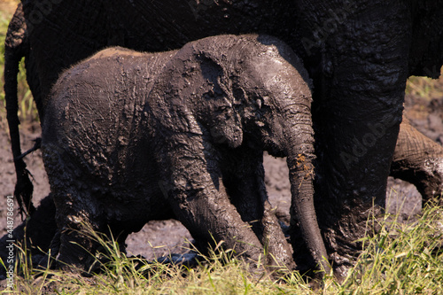 baby elephant full of mud