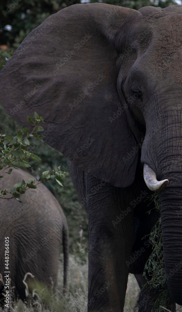 Obraz premium Elephant in the kruger