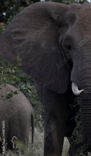 Elephant in the kruger