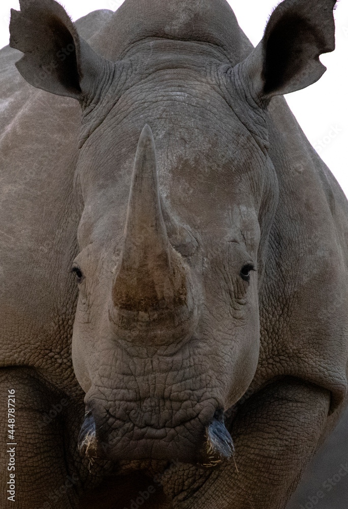 Fototapeta premium Rhino in Kruger national park