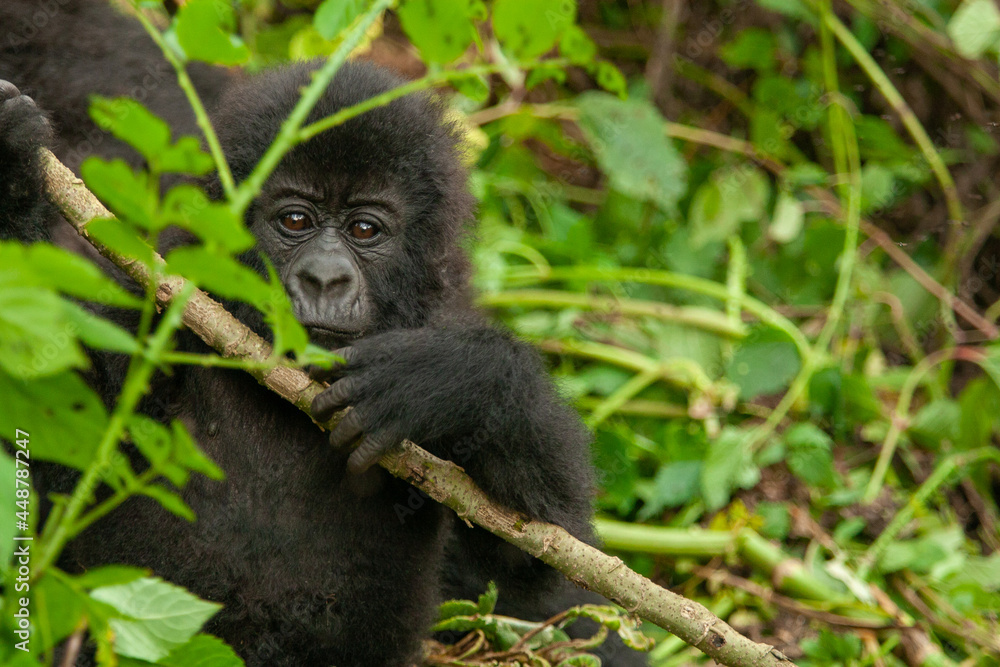 baby wild mountain gorilla Virunga park Congo baby wild mountain gorilla Virunga park Congo