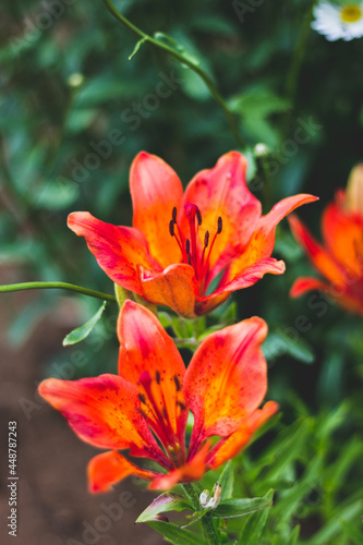 Bouquet of bright red lilies in the garden