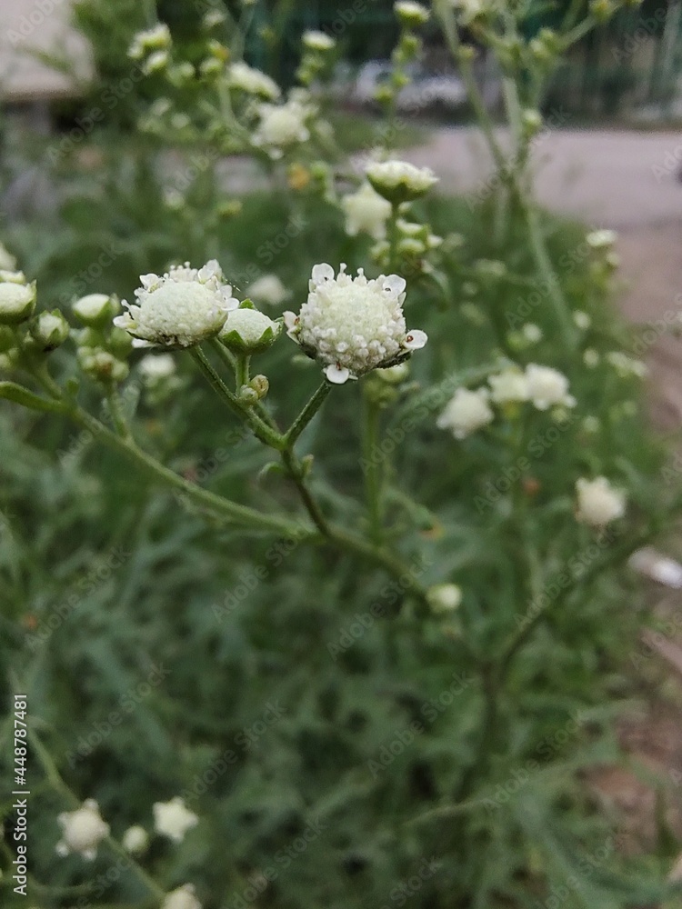 Fototapeta premium white flowers in the garden