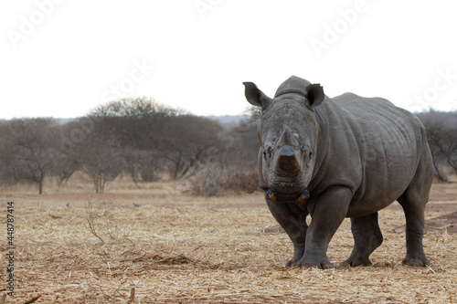 Rhino in Kruger national park
