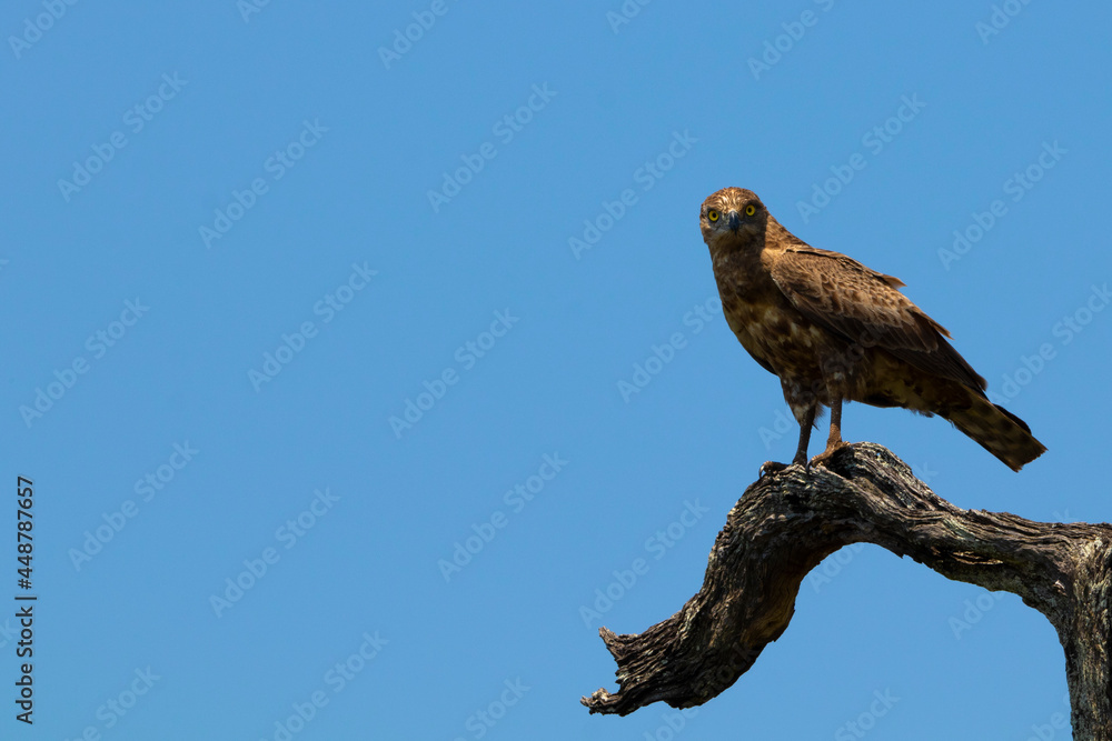 Brown snake eagle