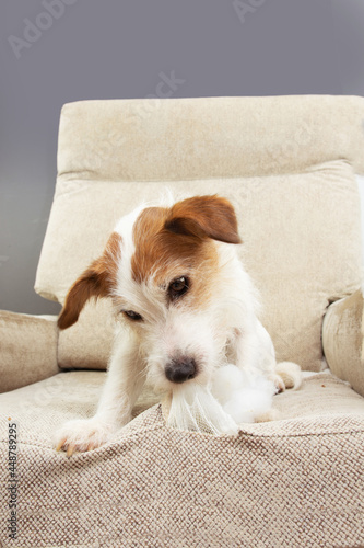 Portrait dog destroying a sofa. Pet mischief
