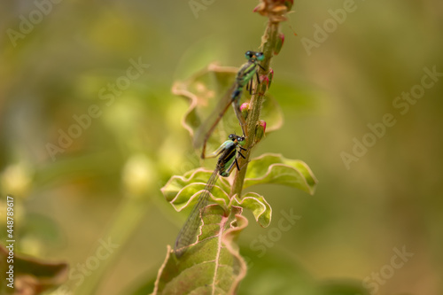 dragonfly on a flower © Akash kaparaveni