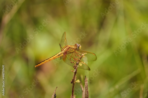 dragonfly on a green leaf © Akash kaparaveni