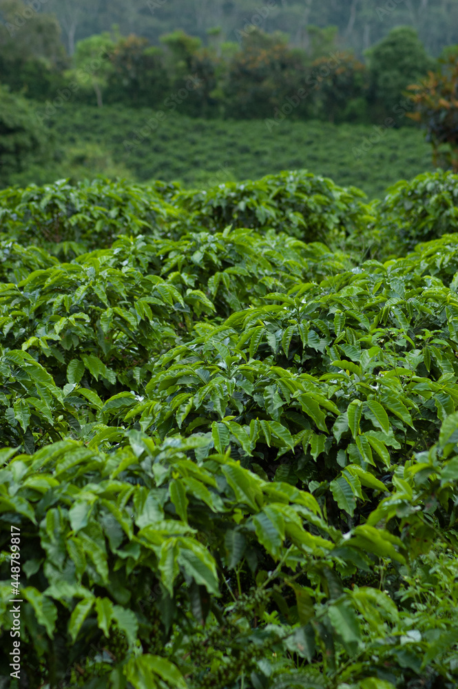 Coffee farm in Latin America, coffee is one of the most important crops for humanities. Coffee makes the world run