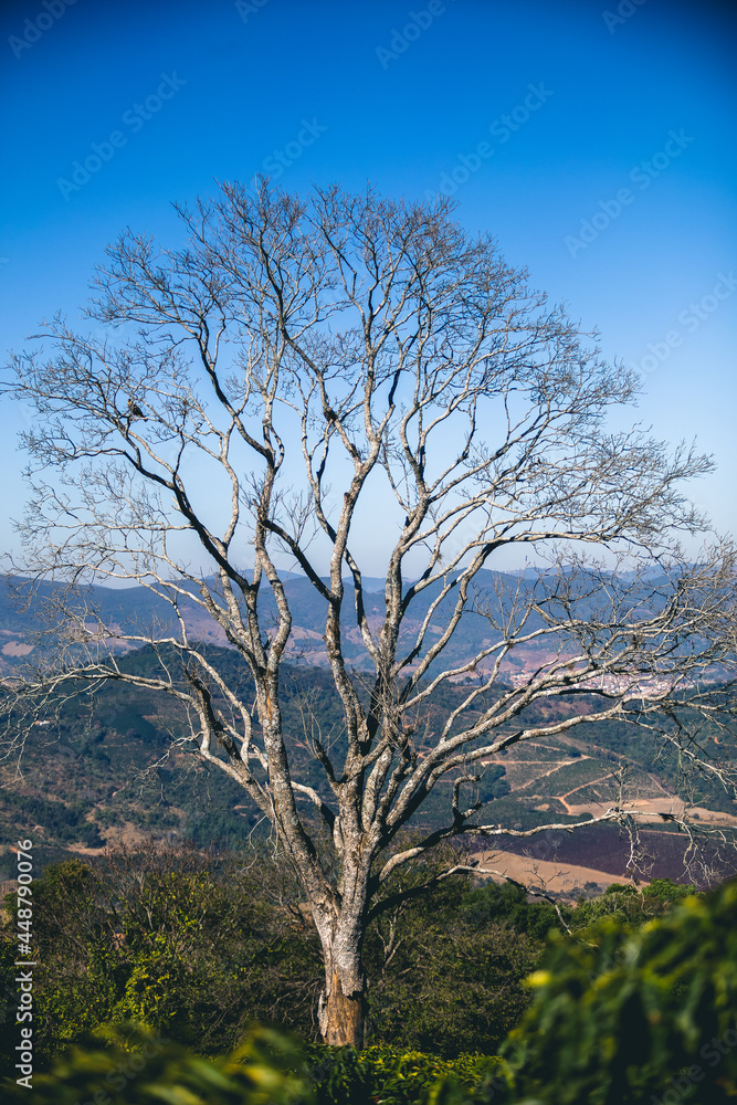 Obraz premium Trees and Falcon