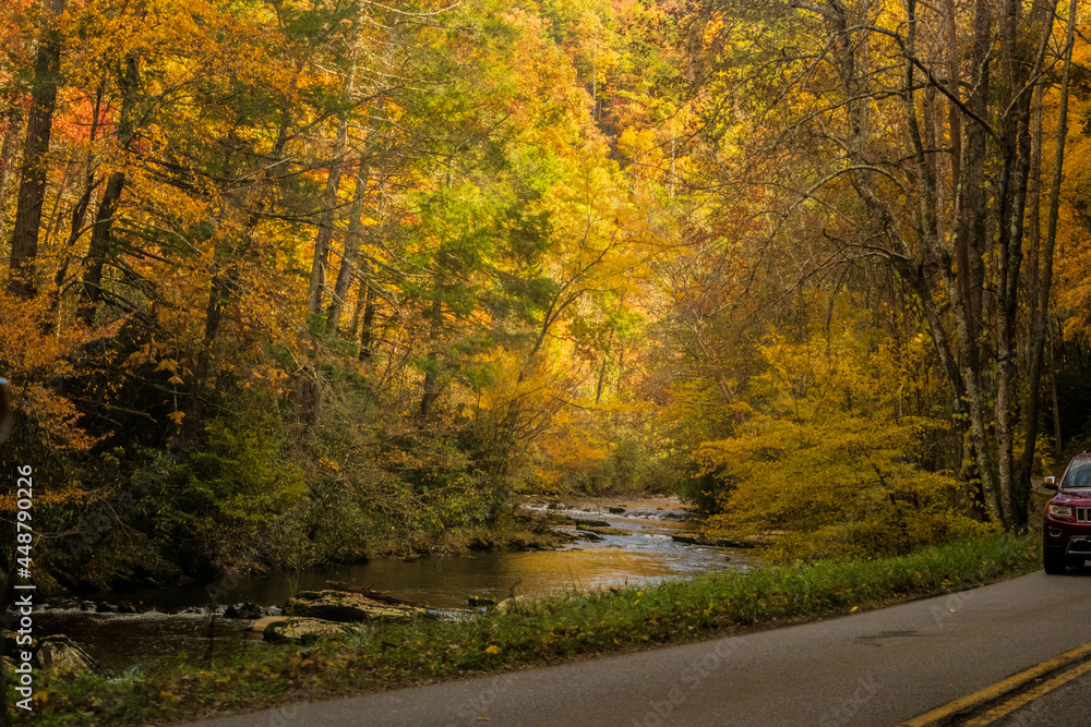 Obraz premium autumn in the forest