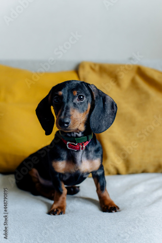 tax on the bed. cute dog © Виктория