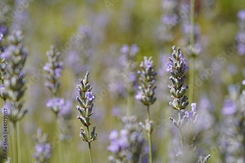 Close up of lavender plant 