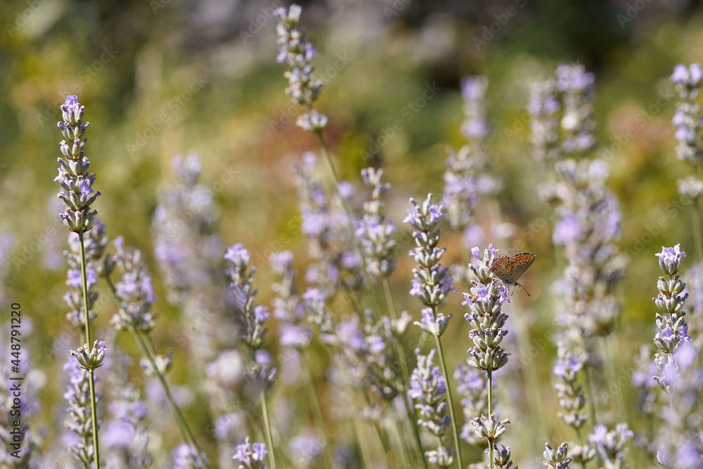 Lavender growing outside, blurred background Lavender growing outside, blurred background