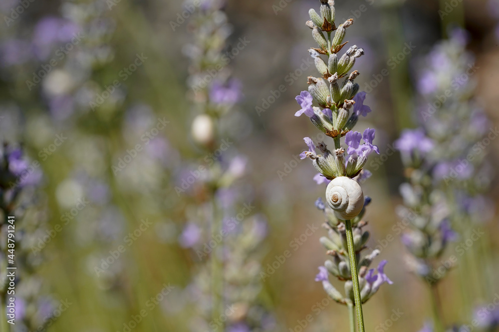 Small white shell, snail on the lavender plant Small white shell, snail on the lavender plant