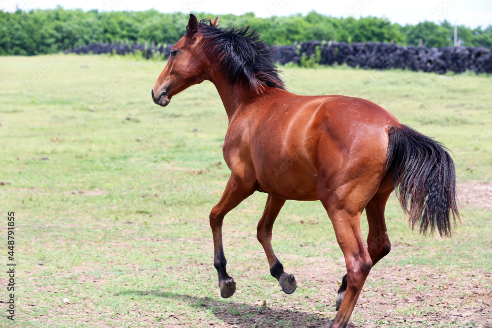 Young purebred horse peaceful grazing on pasture Young purebred horse peaceful grazing on pasture