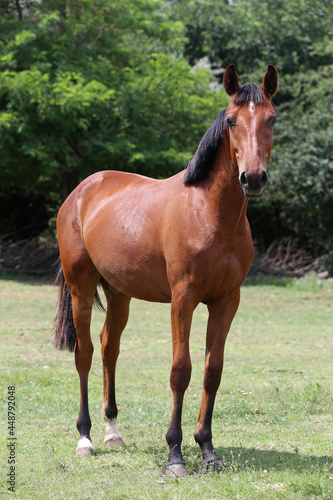 Young purebred horse peaceful grazing on pasture