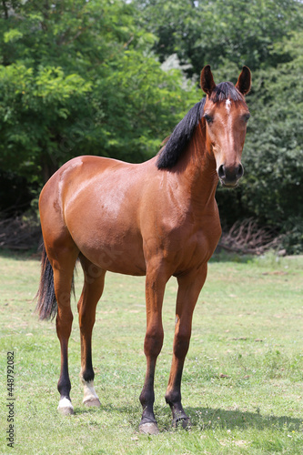 Fototapeta Naklejka Na Ścianę i Meble -  Young purebred horse peaceful grazing on pasture