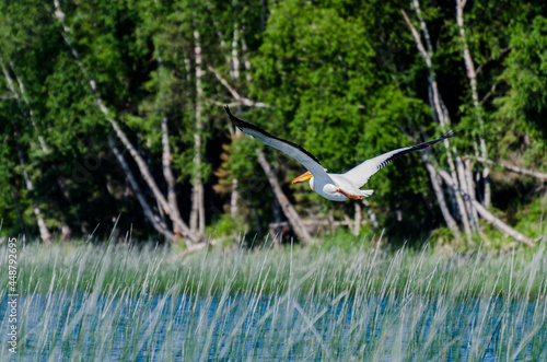 Pelican at Child's Lake in Duck Mountain Provincial Park, Manitoba, Canada photo