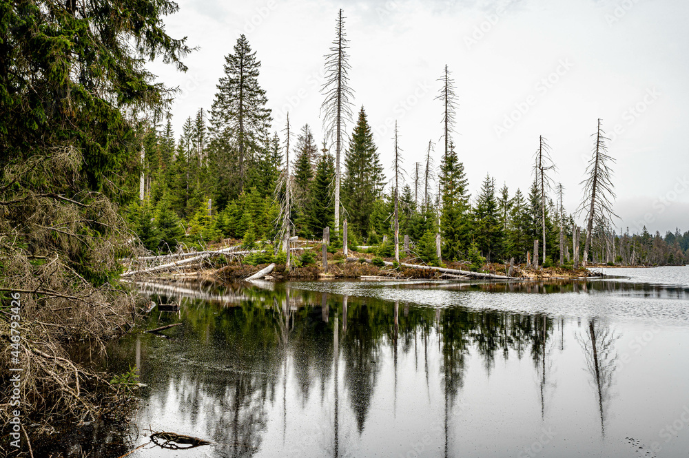 Obraz premium Oderteich, Nationalpark Harz, Deutschland