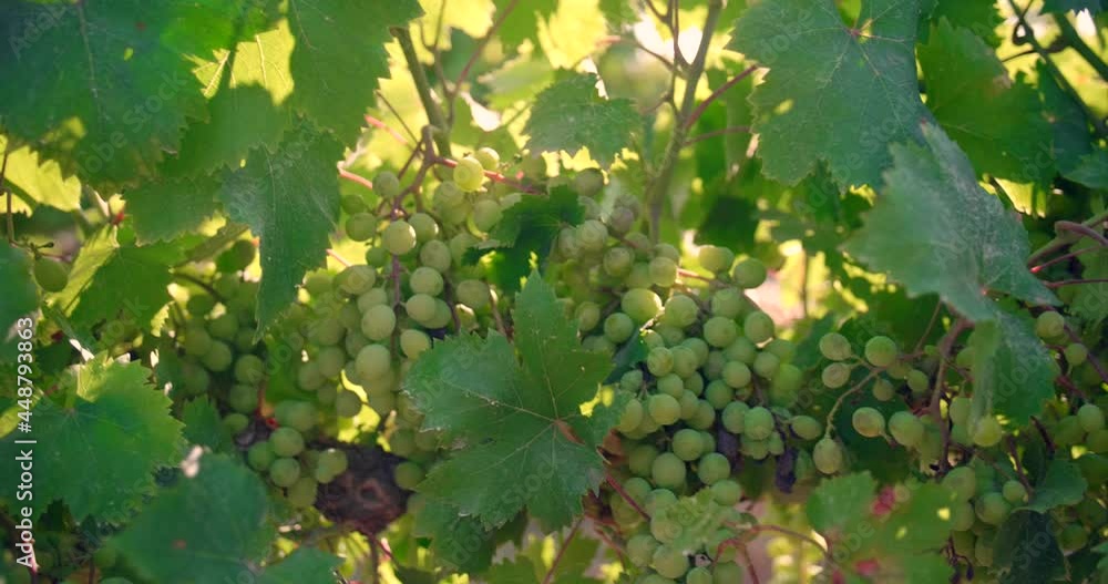 Close-up view of hanging grapes on trees in vineyard. Close-up view of hanging grapes on trees in vineyard.