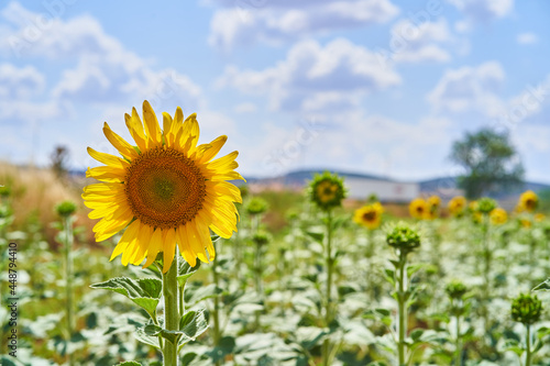 Close-up of a sunflower in a field of sunflowers in summer