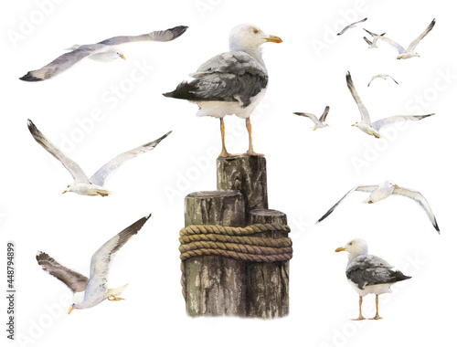 Set of seagulls hand drawn in watercolor isolated on a white background. Watercolor illustration.  photo