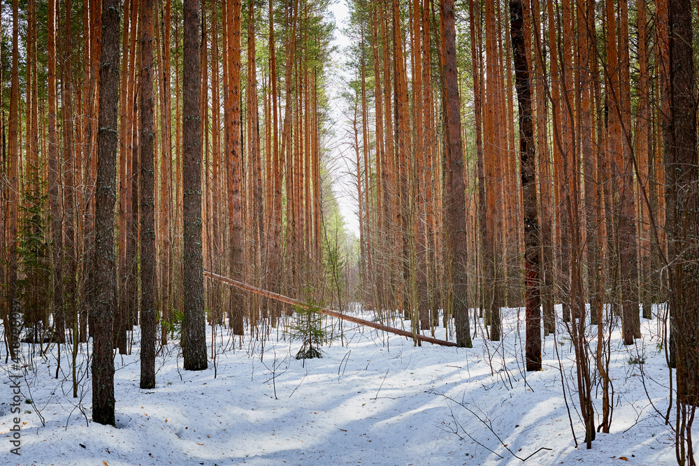Naklejka premium Trunks in a pine forest in winter day. Nature ladscape