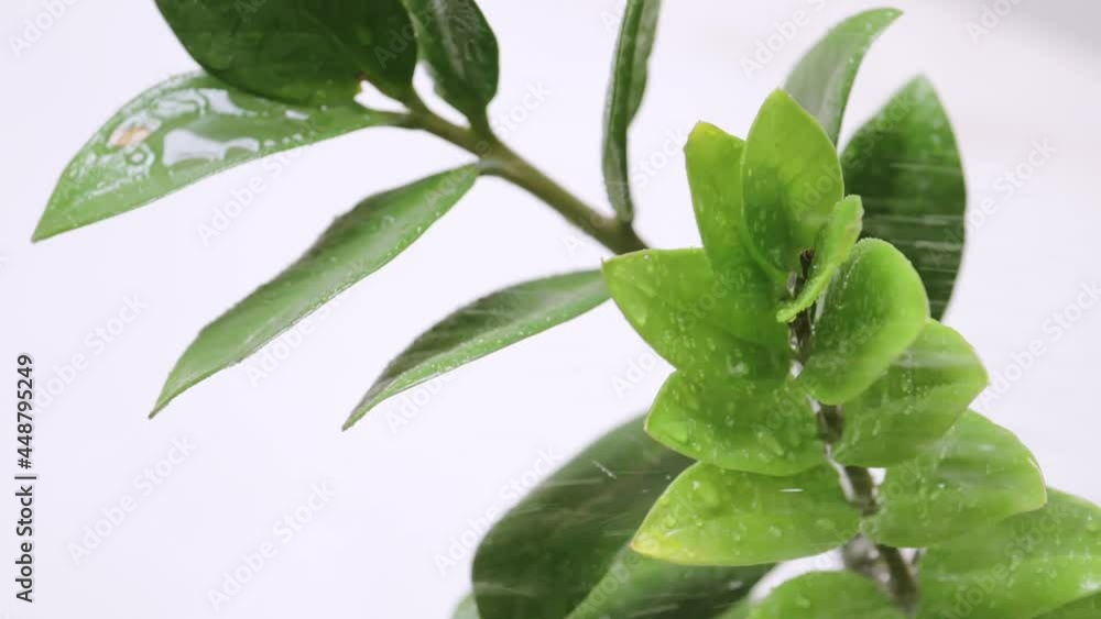 Slow motion of small drops falling on residential potted plant leaves. Slow motion of small drops falling on residential potted plant leaves.