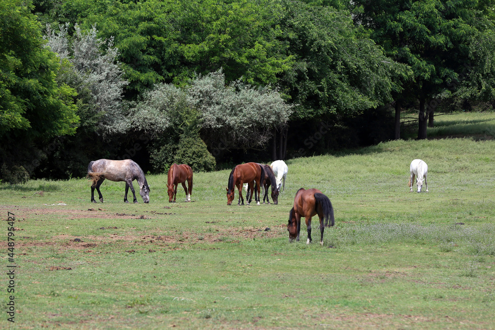Young purebred horses peaceful grazing on pasture Young purebred horses peaceful grazing on pasture