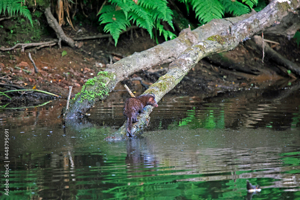 American mink fishing along the river American mink fishing along the river