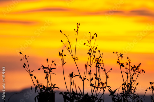 sunset in the grass