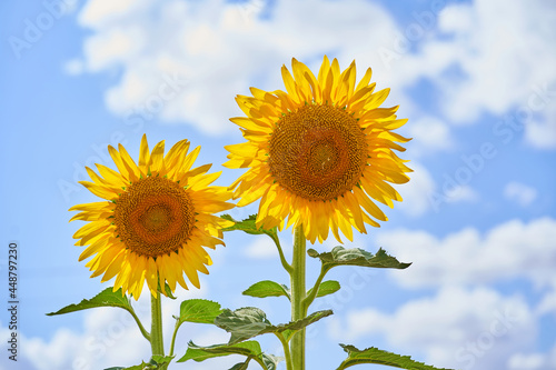 closeup of two sunflowers in a field of sunflowers in summer