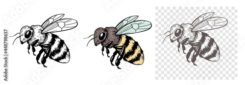 Fotografija Sketch of a bee. Vector illustration on transparent background