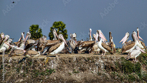 Pelicans at Kolleru Bird Sanctuary in India