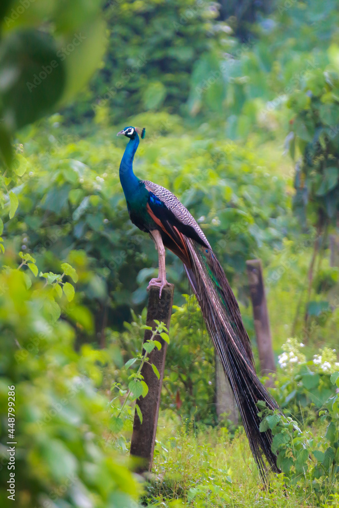 Fototapeta premium Indian peafowl