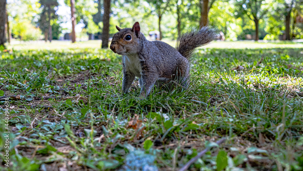 gray squirrel on green grass of nature park. gray squirrel on green grass of nature park.