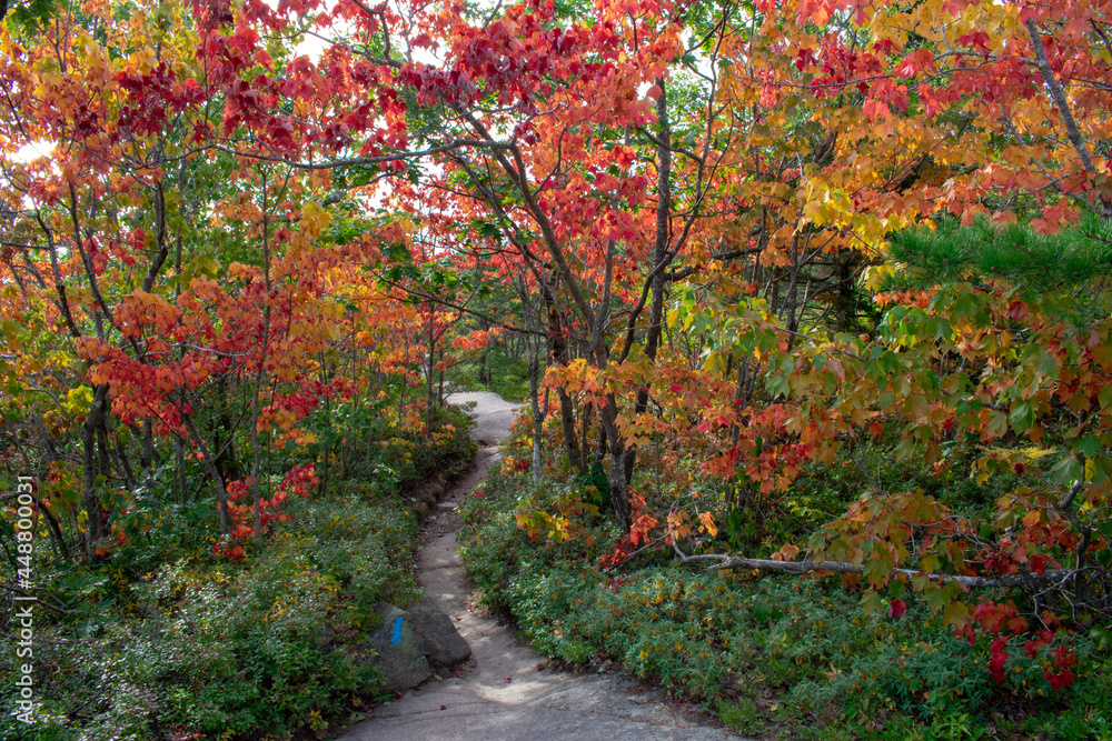 Naklejka premium autumn in the park