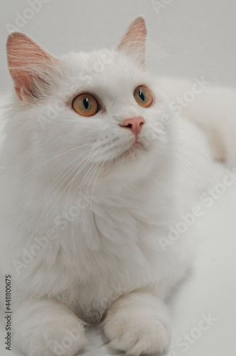 white persian cat © Bibiey