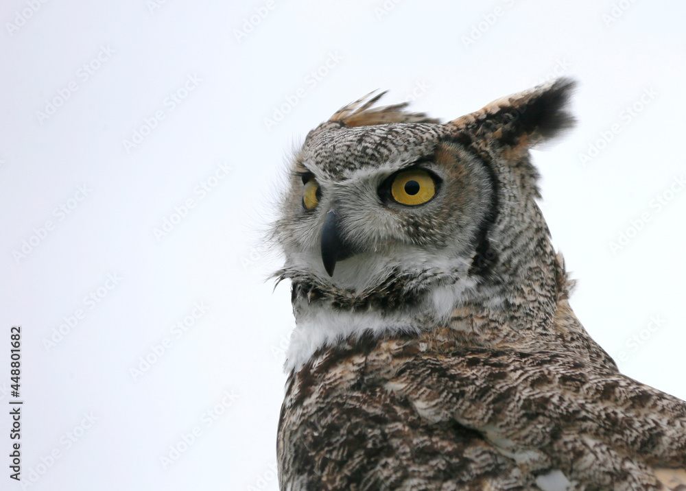 Obraz premium Eagle Owl (bubo bubo) is looking in the camera