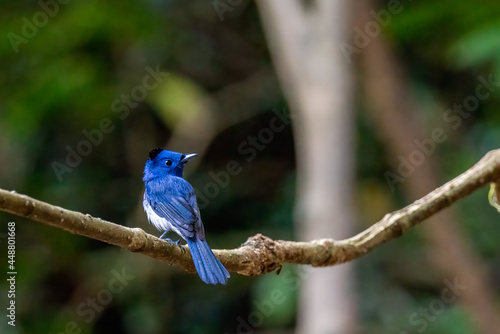 Black-naped Monarch, beautiful bird on the branch in tropical forest