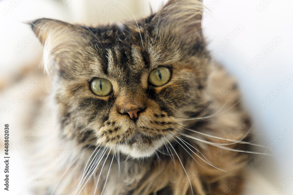 Cat a maine coon in a living room Cat a maine coon in a living room