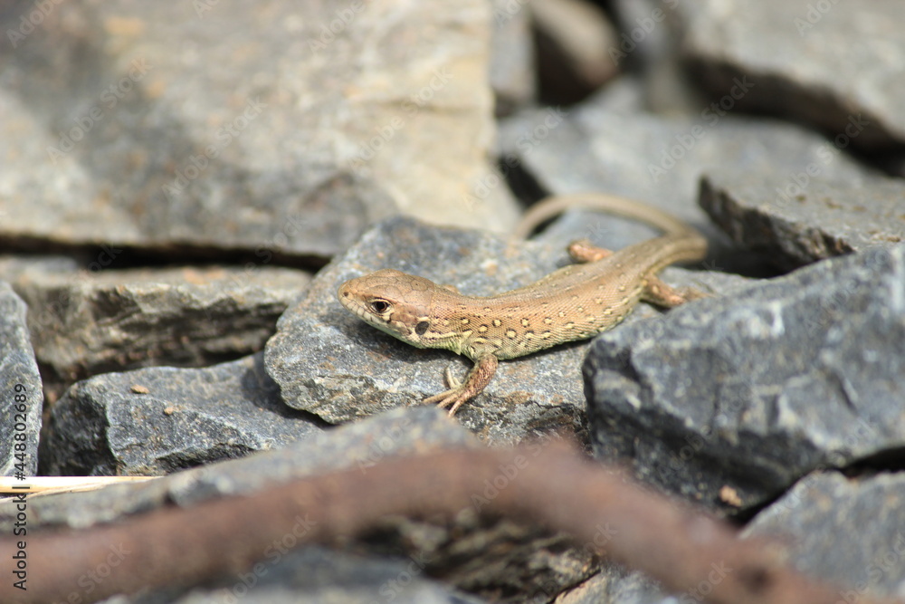 Fototapeta premium Baby Zauneidechse