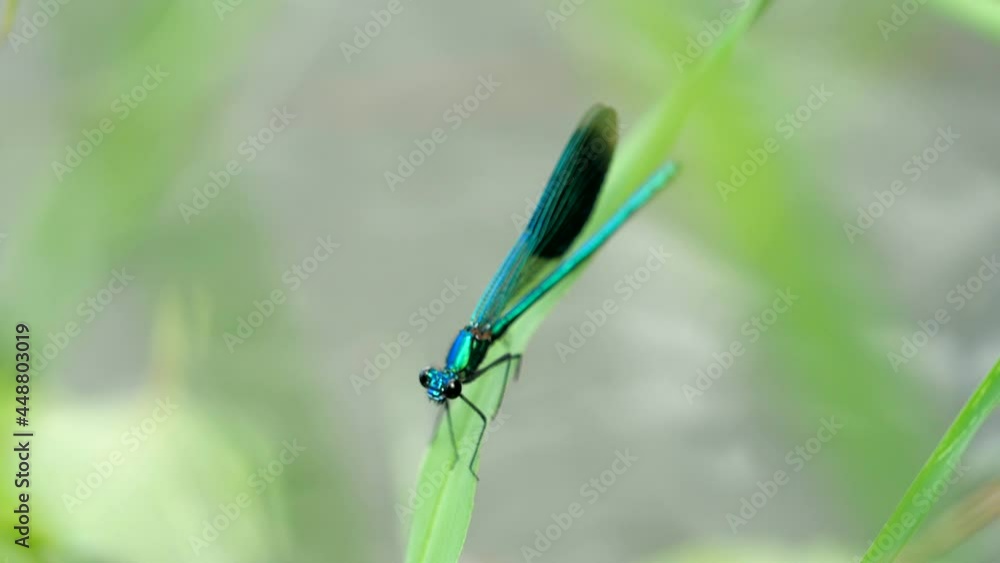 are beautiful demoiselle, Calopteryx virgo hold a blade of grass above the water by the river are beautiful demoiselle, Calopteryx virgo hold a blade of grass above the water by the river